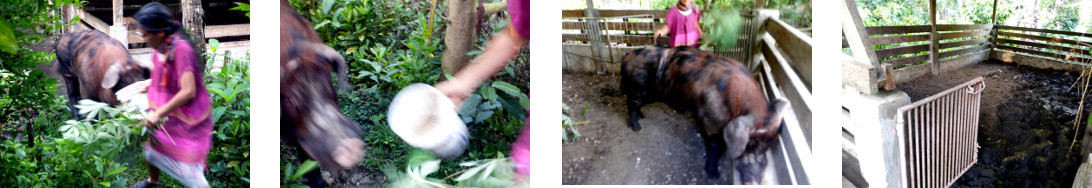 Images of tropical backyard boar moved to a new pen
