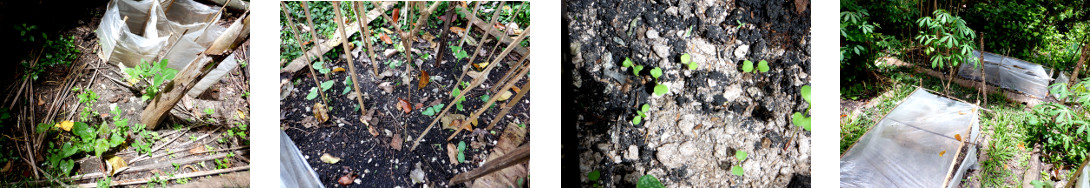 Images of recently sown seeds
        sprouting in tropical backyard