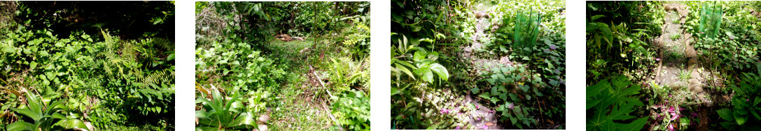 Images of overgrown paths cleared in
        tropical backyard
