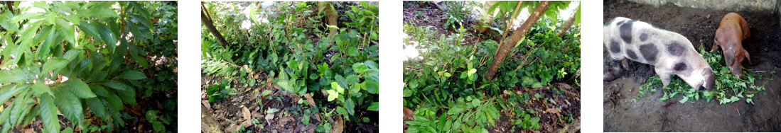 Images of hedge trimmed and
        strengthened in tropical backyard