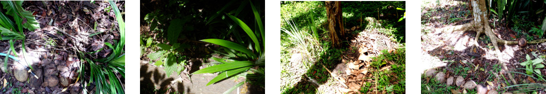 Images of locvations in tropical backyard where turmeric
        has been planted
