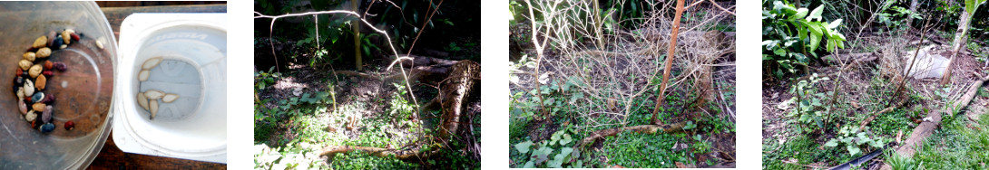 Imjages of various vine seeds
            sown in tropical backyard