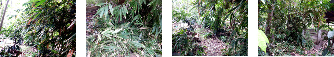 Images of bamboo trimmed in tropical
        backyard