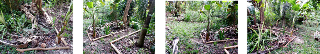 Images of area of tropical backyard tidied up