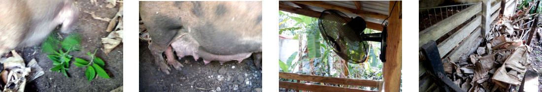 Images of pregnent tropical backyard
        sow