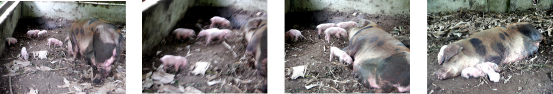 Images of tropical backyard sow
        recovering from farrowing