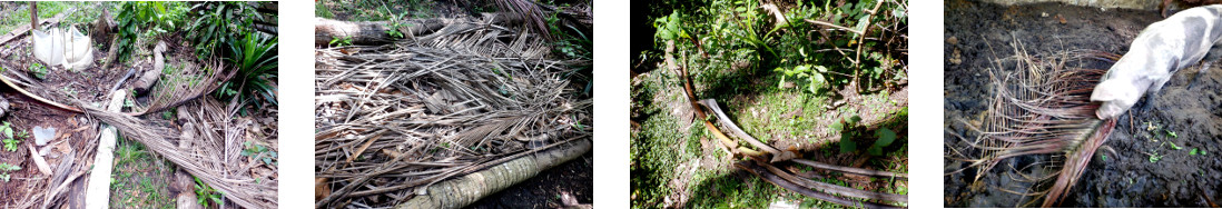 Images of fallen debris cleared from
        tropical backyard