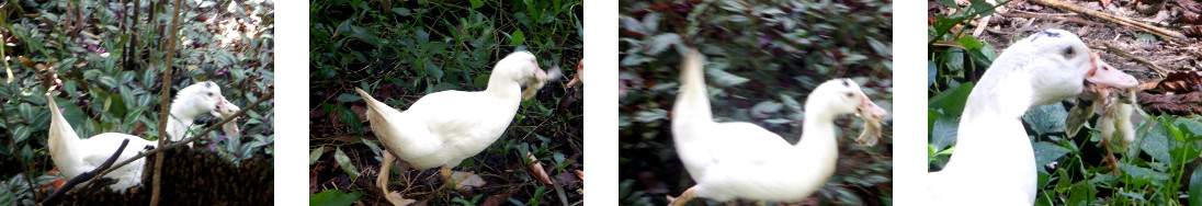 Images of tropical backyard duck with
        chick in its beak