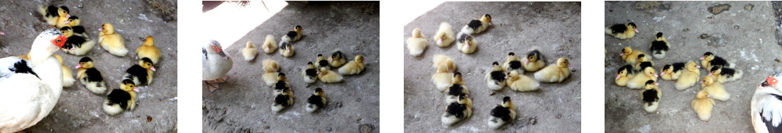 Images of young ducklings in tropical
        backyard