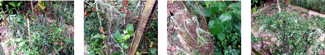 Images of wire nettingt removed from
        tropical backyard garden patches