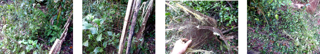 Images of rusty protective fnce being
        removed from tropical backyard garden