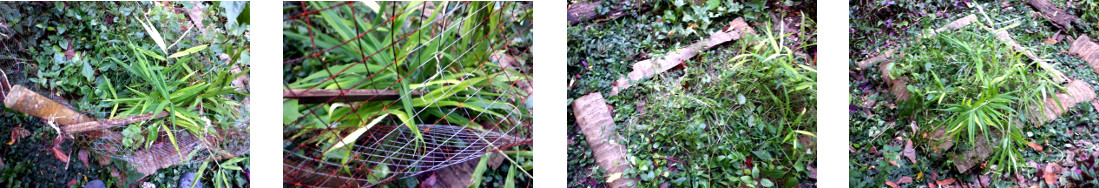 Images of rusty protective fence being removed from
        tropical backyard garden patch