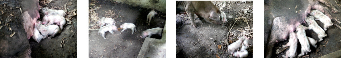 Images of nearly 7 day old tropical
        backyard piglets
