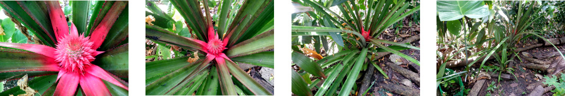 Images of pinapple fruiting in
        tropical backyard