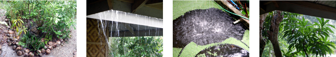Images of rain in trpical backyard