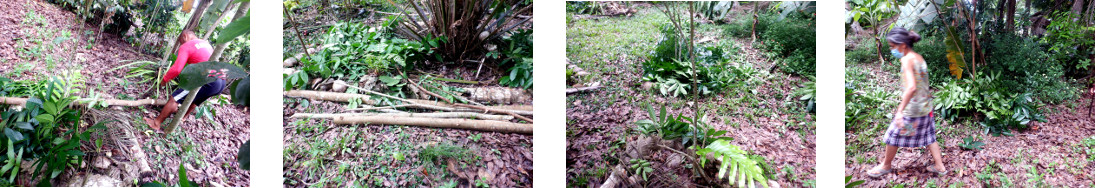 Images of small mahogany tree felled and
        compoated in tropical backyard