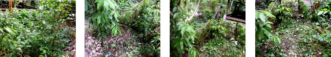 Images of tropical backyard garden
        patch partially of weedscleared