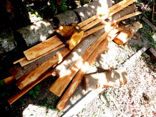 Images of woodpile in tropical
        backyard