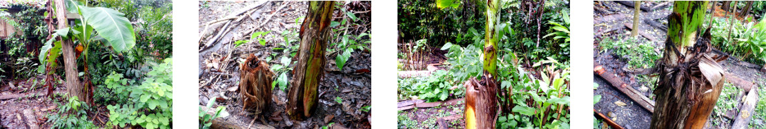 Images of banana trees regenerating
        and propagating