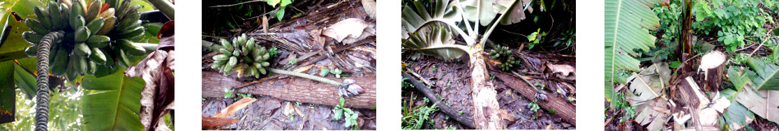 Images of banana harvesting and
        composting in tropical backyard