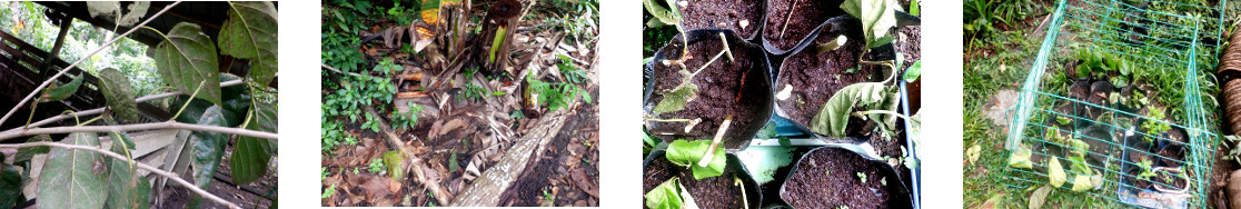 Images of new mulberry cuttings
        planted in tropical backyard