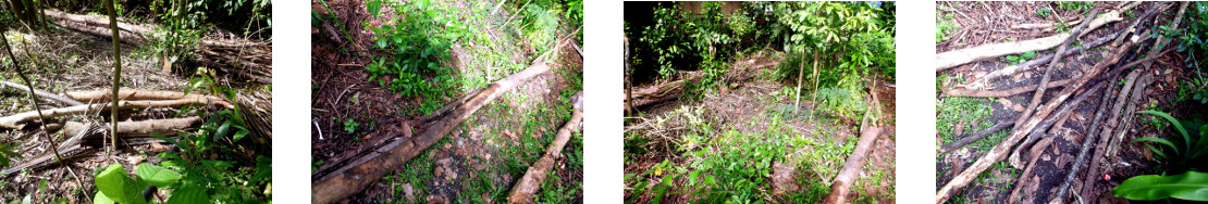 Images of logs removed from tropical
        garden patch and used as path border