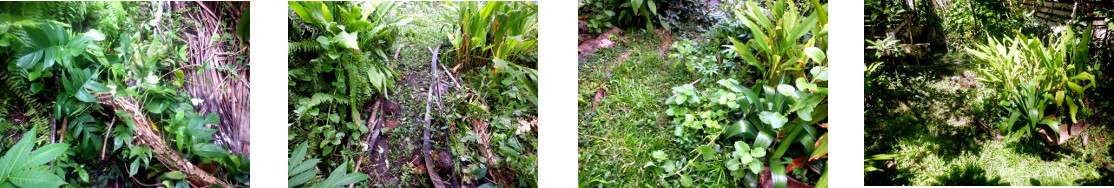 Images of clearing paths in tropical backyard