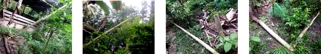 Images of correcting rain damage in tropical backyard
