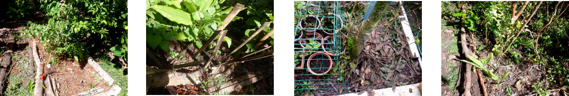 Images of vine seeds planted in various locations in
        tropical backyard