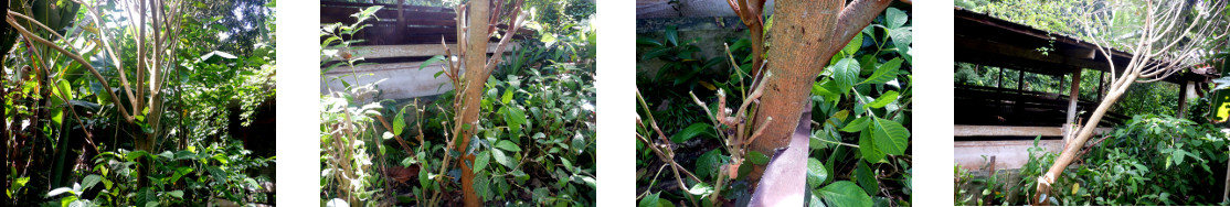 Images of mulberry tree trimmed in
        tropical backyard