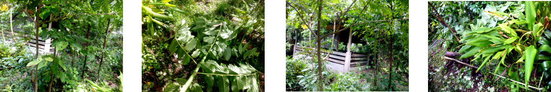 Images of trimming and composting in tropical
            backyard