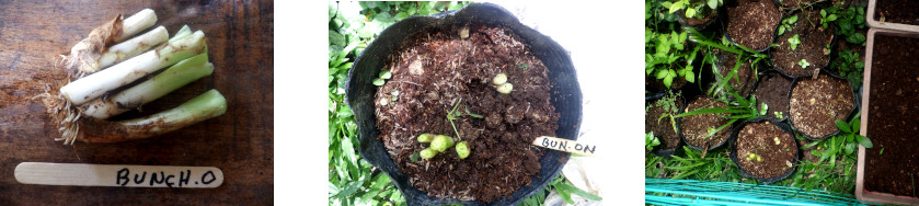 Images of bunching onion roots
        potted in tropical backyard