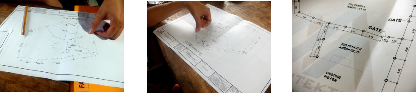 Images of architact checking plans for
        tropical backyard pig runs