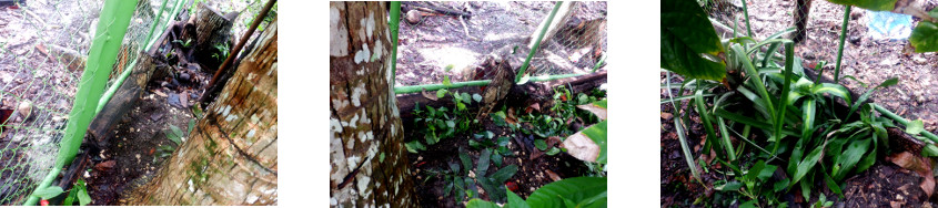 Images of hjedge cuttings replanted
        along new fence in tropical backyard