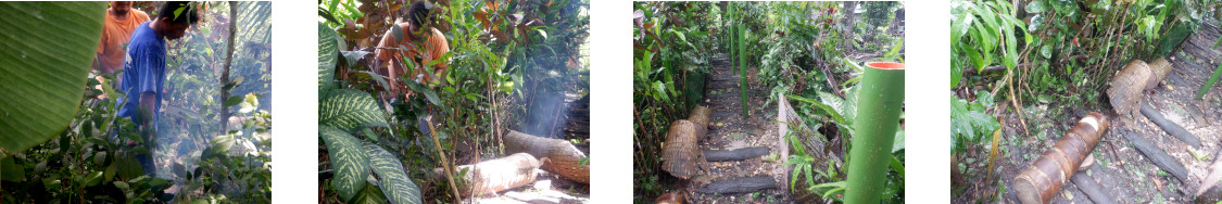 Images of trees trimmed for periferal fence in tropical
        backyard