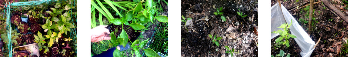 Images of paprika seedlings transplanted in
              tropical backyard