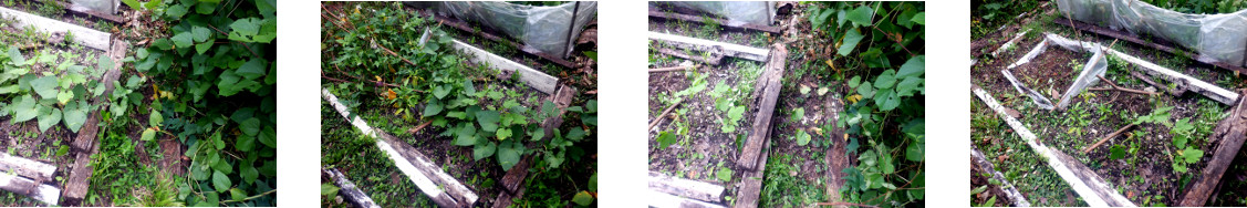 Images of tropical backyard garden
        patch cleared of unwanted growth