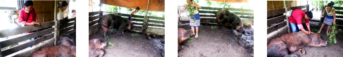 Images of
      tropical backyard pig being injected with Vitamin B