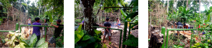 Images of tropical neighbours sawing up a tree for
            lumber