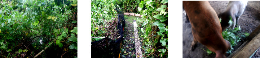 Images of tropical backyard garden
            path cleared