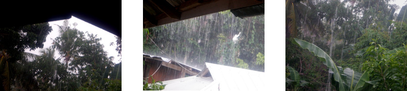 Images of
            rain in tropical backyard