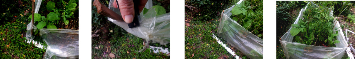Images of repaired protective plastic in tropical backyard