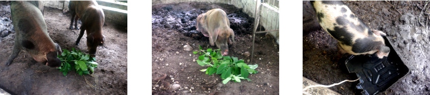 Images of
        tropical backyard pigs getting an extrsa snack