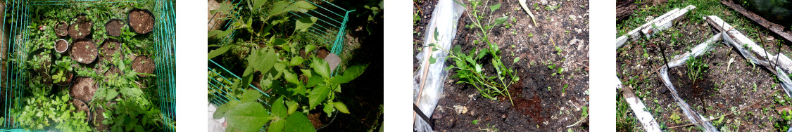 Images of seedlings transplanted in
        tropical backyard garden