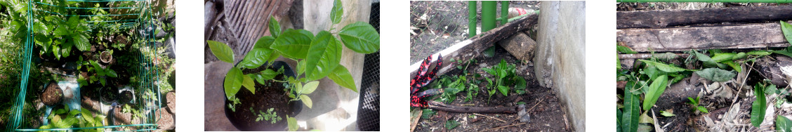 Images of passion fruit
        transplanted along tropical backyard fence