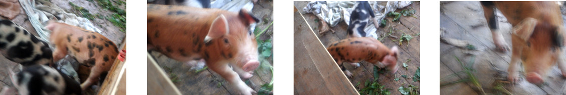 Images of
            piglet with wounded foot
