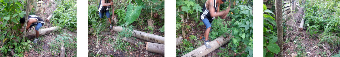 Images of
        coconut tree felled by typhoon Rai/Odette tr9immed and used as
        border in tropical backyard