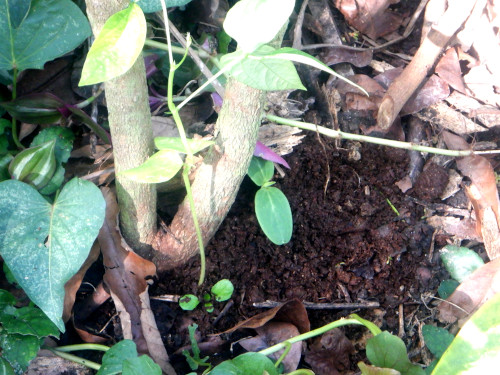 Image of seedlings growing in
        tropical backyard