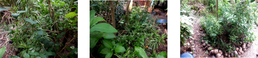 Images of tropical backyard
            garden patch trimmed and composted