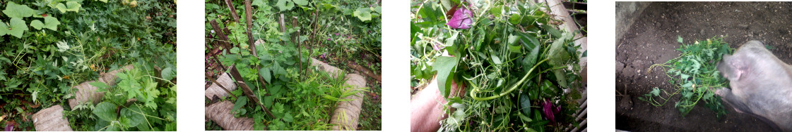 Images of tropical backyard garden
        path cleared of weeds and then fed to pigs